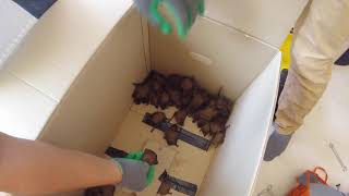 Bat rescue and release