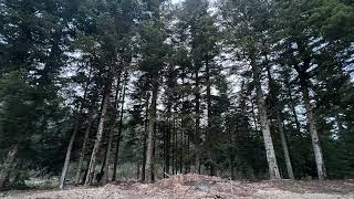 Birds in forest - Ardèche - FRANCE