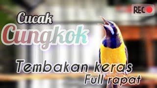 🔴cucak cungkok tembakan kasar full rapat masteran murai cendet poci pleci sogon konin