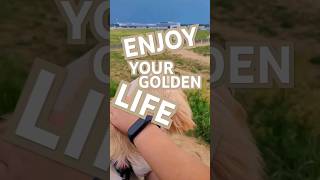 Górka Spotterska Life Is Golden #goldenretriever Ławica Port Lotniczy