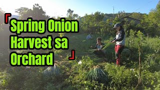 Spring Onion harvest