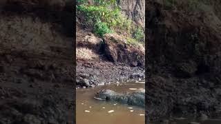 Crocodile Safari Tarcoles River