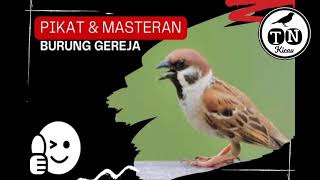 PIKAT MASTERAN DAN TERAPI suara burung gereja ribut di alam liar‼️