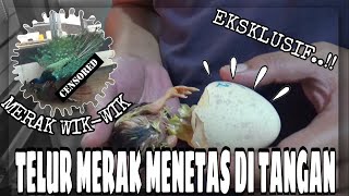 Burung merak - Proses berkembang biak burung merak