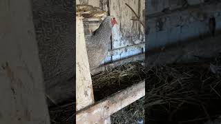 Chant de la poule Brahma qui a fait l’œuf , magnifique BSO !!