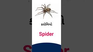 Spider meaning in Gujarati - English dictionary