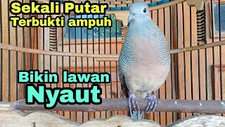 Perkutut lokal gacor Sekali putar Terbukti ampuh bikin lawan nyaut.