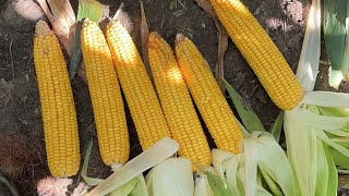 2021 yield estimates