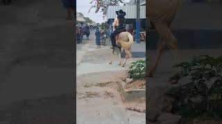 cavalgada em ouro preto do oeste Rondônia  olha só a pose do cavalo 🐎 🐎