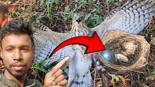 Trapping hawk in balchatri trap.