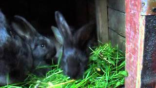 małe króliki jedzą trawę / young rabbit eating grass