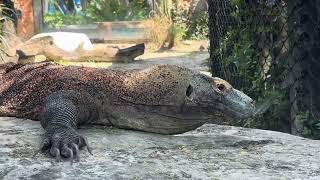 Komodo dragons are the largest lizards, growing up to 10 feet long and weighing 200 pounds.