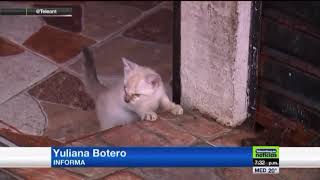 Maltrato felino en cuarentena