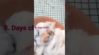 3 days love bird chicks