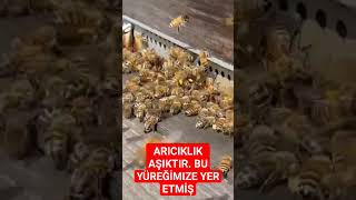 arıcılık aşkımız. #viral #bee #arıcılık #viral #shorts #short #shortvideo