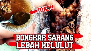 Bongkar Sarang Kelulut (Lebah Trigona), Ambil Ratu Koloni Untuk Budidaya