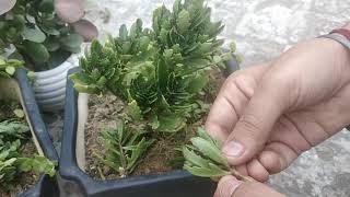 How to Grow Kalanchoe Cuttings | Tips On How To Grow Kalanchoe Plants