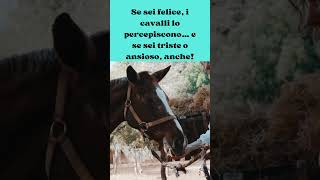 I Cavalli Sentono le Tue Emozioni! #shorts  #ForYou#Viral #Horses#AnimalLovers#HorseLovers