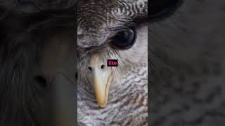 Why Do Owls Rotate Their Heads So Far