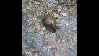 Eastern Box Turtle Laying Eggs