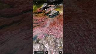 Rainbow River Caño Cristales Colombia 😱 #googlemap #secretplace