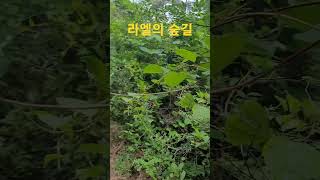 산림정원 라엘의 숲길  #금은화 #오미자