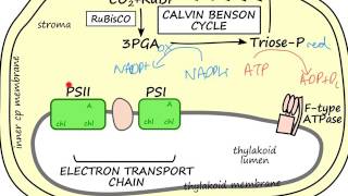 Background to DCPIP based assay of herbicide activity