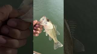 Large mouth bass took the bait #fishing #bass #largemouthbass