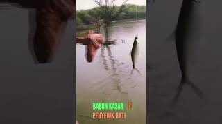 BABON KASAR ‼️ PENYEJUK HATI