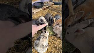 Help name two Rabbits #permaculture #rabbitcolony #urbanpermaculture #smallspacegarden