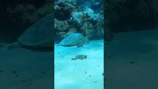 sea ​​turtle sleep time