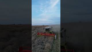 Moisson de colza avec la 650 LEXION !!!