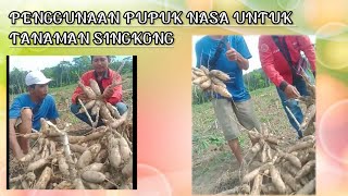 Hasil dari Penggunaan Pupuk Singkong Organik Nasa