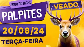 PALPITE DO DIA 20/08/2024 - JOGO DO BICHO 🍀 TODAS AS LOTERIAS 🍀