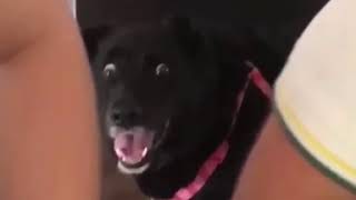 Dog surprised 2