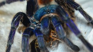 Sylwestrowe karmienie pająków / Tarantula feeding HD