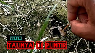 serem, mancing belut talinya sampai di plintir