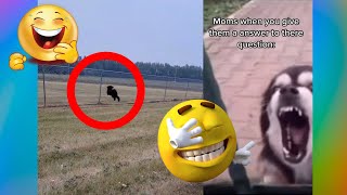 【FUNNY VIDEO】TRY NOT TO LAUGH (DOGS, CATS AND ANIMALS)