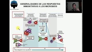 Generalidades de las respuestas inmunitarias