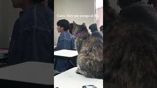 Gato estudia para entrar a universidad