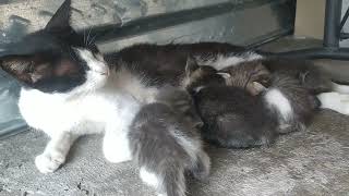 Anak kucing 5 ekor, episode nyusu bareng main bareng