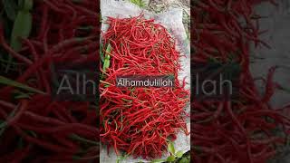 cabe merah super pedas | selalu bersyukut #shorts