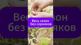 Без сорняков весь сезон!  #сад #огород #дача #рецепт