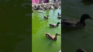 Ducks