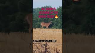 whitetail deer doing what deer do #lonebowhunter #sfth