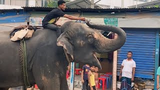 গাজীপুরে চলছে হাতির তান্ডব | বনের পশু দিয়ে চলছে দোকানে দোকানে চাঁদাবাজী | Bangladesh news | Bangla