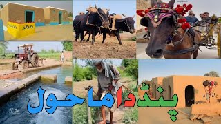 village environment /village life/   پنڈ دا ماحول