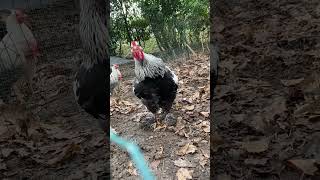 🤣 Chant du coq Brahma le plus bizarre de la ferme , promis il n’est pas enrhumé 🤣#chantcoq