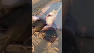 # Stingray fish 🐙 birth little baby  back to the sea #shortsviralvideos