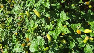 Pimenta cultivar Fidalga amarelo com aplicações com complexo nutricional Megaton